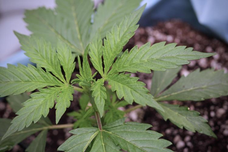 Cosmic Noodles a Zamnesia Dish. Week 4 - Cosmic 12/12 from seed 