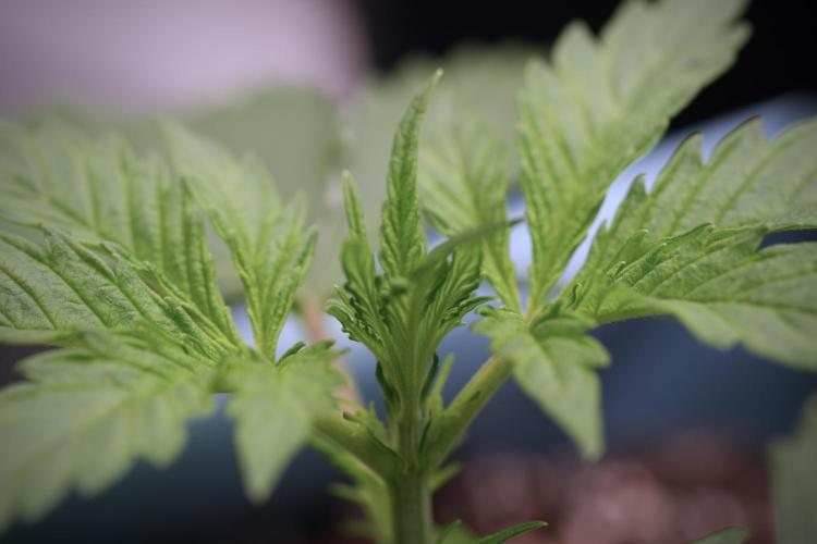 Cosmic Noodles a Zamnesia Dish. Week 4 - Cosmic 12/12 from seed 