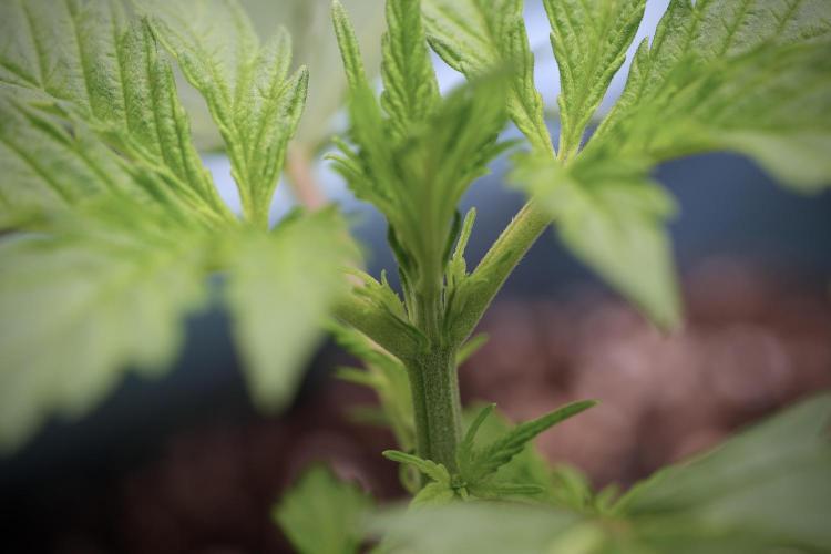 Cosmic Noodles a Zamnesia Dish. Week 4 - Cosmic 12/12 from seed 