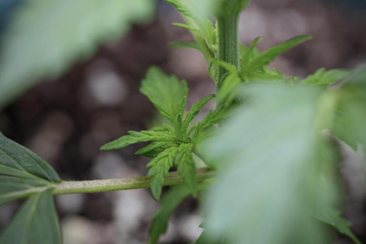 Cosmic Noodles a Zamnesia Dish. Week 4 - Cosmic 12/12 from seed 