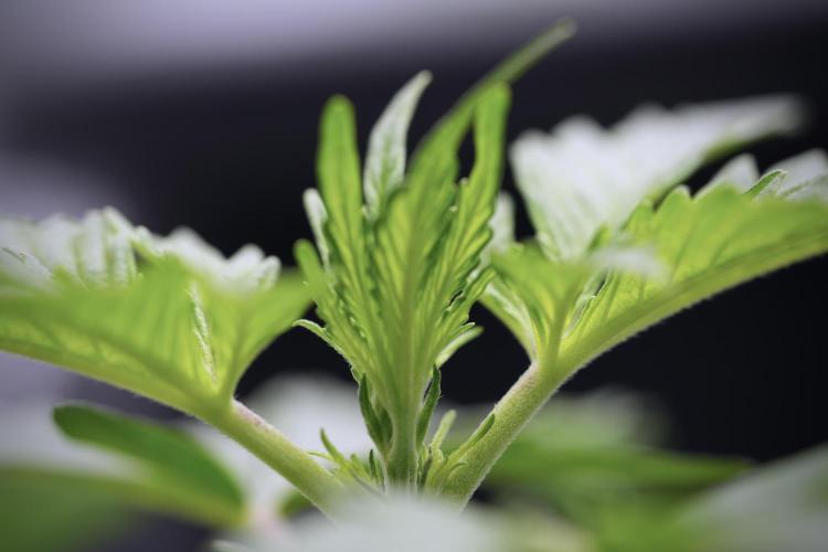 Cosmic Noodles a Zamnesia Dish. Week 4 - Cosmic 12/12 from seed 