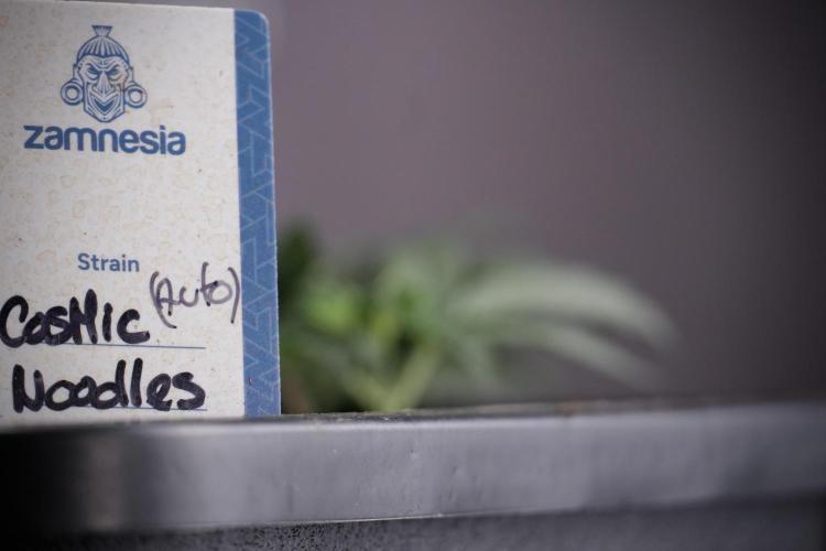 Cosmic Noodles a Zamnesia Dish. Week 4 - Cosmic trainings 