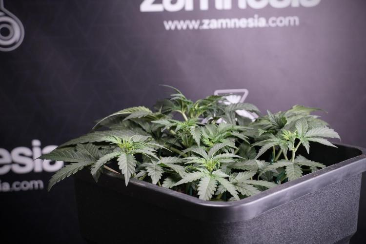 Cosmic Noodles a Zamnesia Dish. Week 4 - Cosmic trainings 