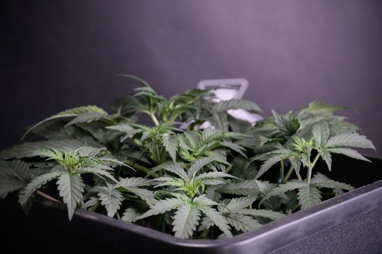 Cosmic Noodles a Zamnesia Dish. Week 4 - Cosmic trainings 