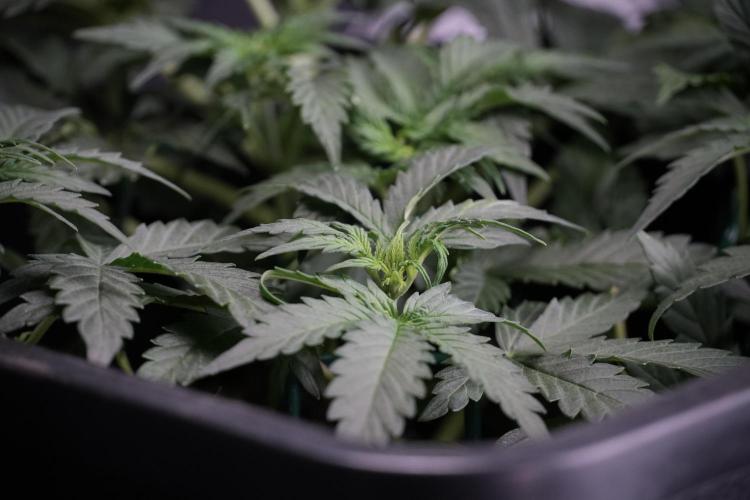 Cosmic Noodles a Zamnesia Dish. Week 4 - Cosmic trainings 