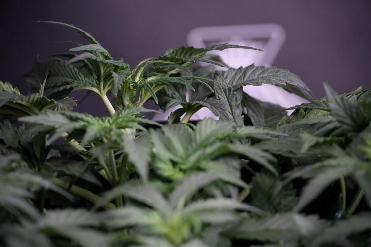 Cosmic Noodles a Zamnesia Dish. Week 4 - Cosmic trainings 