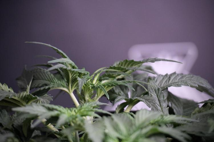 Cosmic Noodles a Zamnesia Dish. Week 4 - Cosmic trainings 