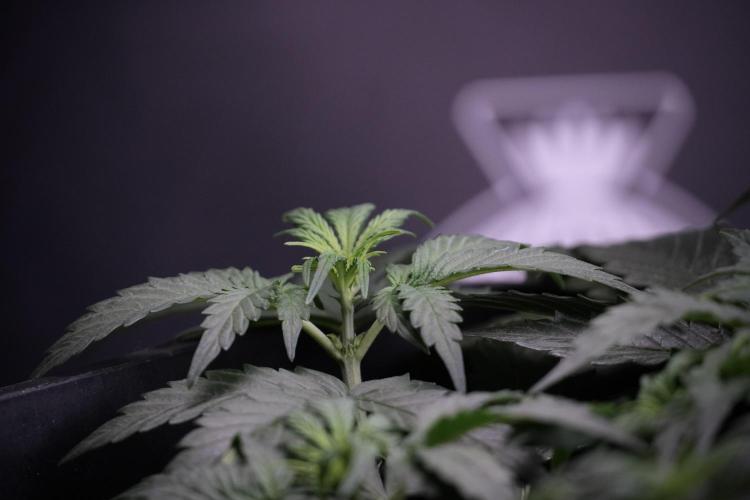 Cosmic Noodles a Zamnesia Dish. Week 4 - Cosmic trainings 