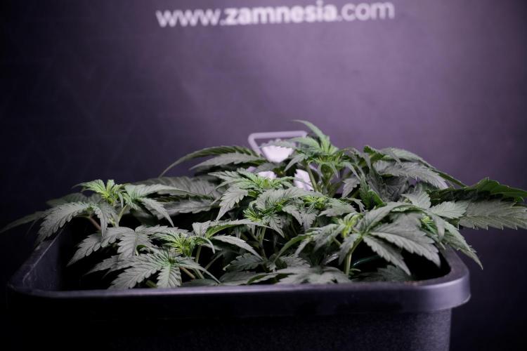 Cosmic Noodles a Zamnesia Dish. Week 4 - Cosmic trainings 