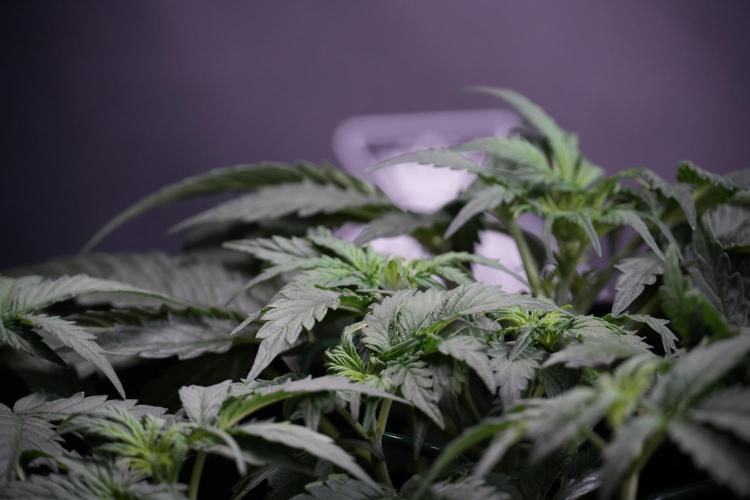 Cosmic Noodles a Zamnesia Dish. Week 4 - Cosmic trainings 