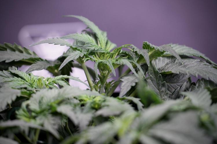 Cosmic Noodles a Zamnesia Dish. Week 4 - Cosmic trainings 