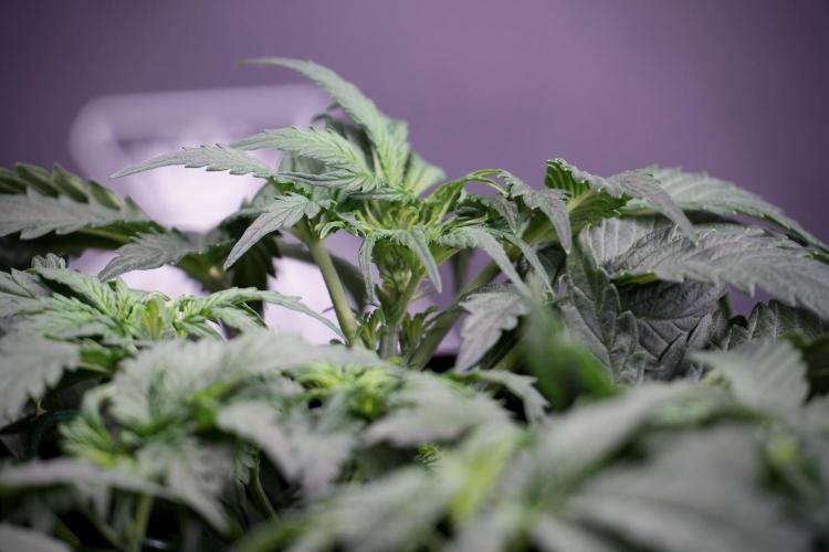 Cosmic Noodles a Zamnesia Dish. Week 4 - Cosmic trainings 