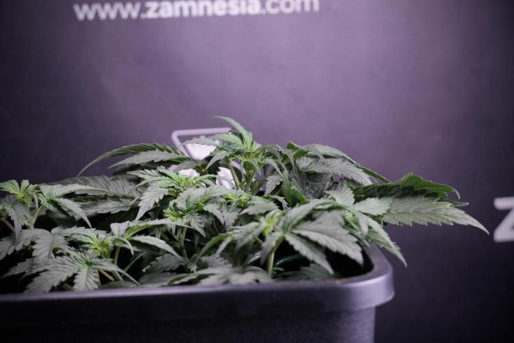 Cosmic Noodles a Zamnesia Dish. Week 4 - Cosmic trainings 