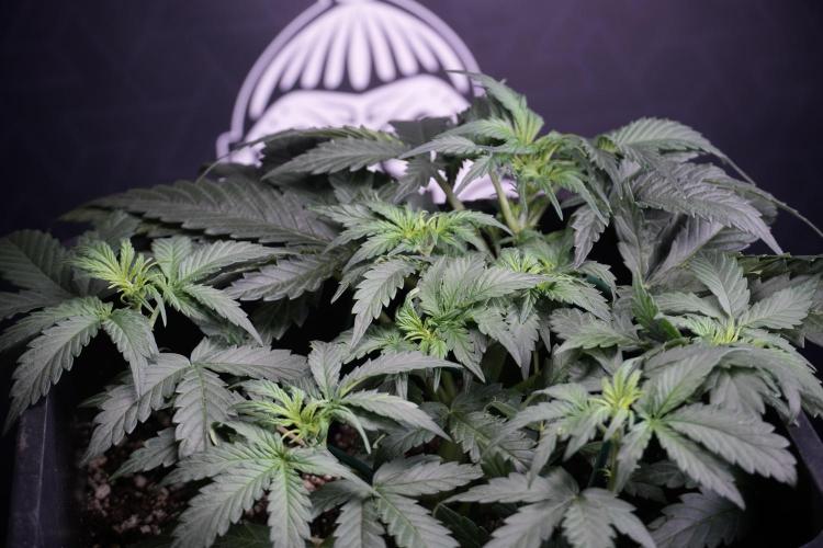 Cosmic Noodles a Zamnesia Dish. Week 4 - Cosmic trainings 