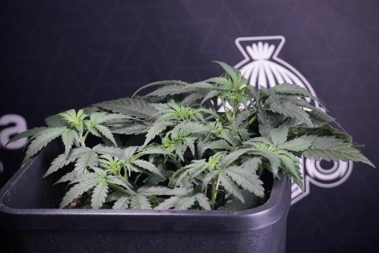 Cosmic Noodles a Zamnesia Dish. Week 4 - Cosmic trainings 