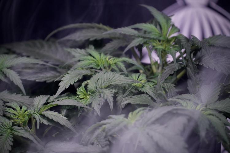 Cosmic Noodles a Zamnesia Dish. Week 4 - Cosmic trainings 