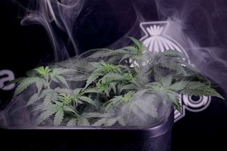 Cosmic Noodles a Zamnesia Dish. Week 4 - Cosmic trainings 