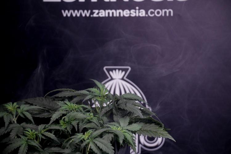 Cosmic Noodles a Zamnesia Dish. Week 4 - Cosmic trainings 