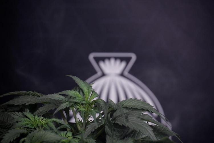 Cosmic Noodles a Zamnesia Dish. Week 4 - Cosmic trainings 