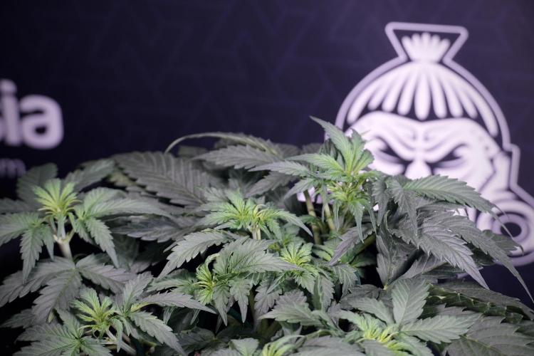 Cosmic Noodles a Zamnesia Dish. Week 4 - Cosmic trainings 