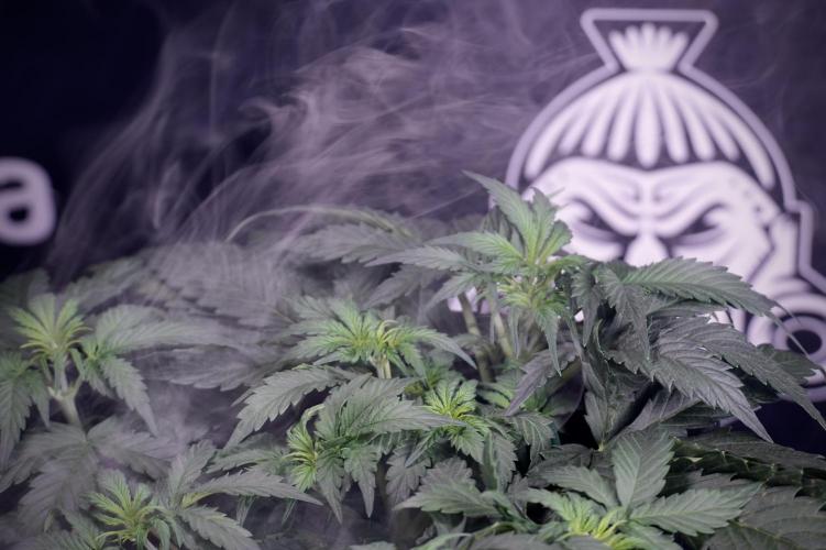 Cosmic Noodles a Zamnesia Dish. Week 4 - Cosmic trainings 