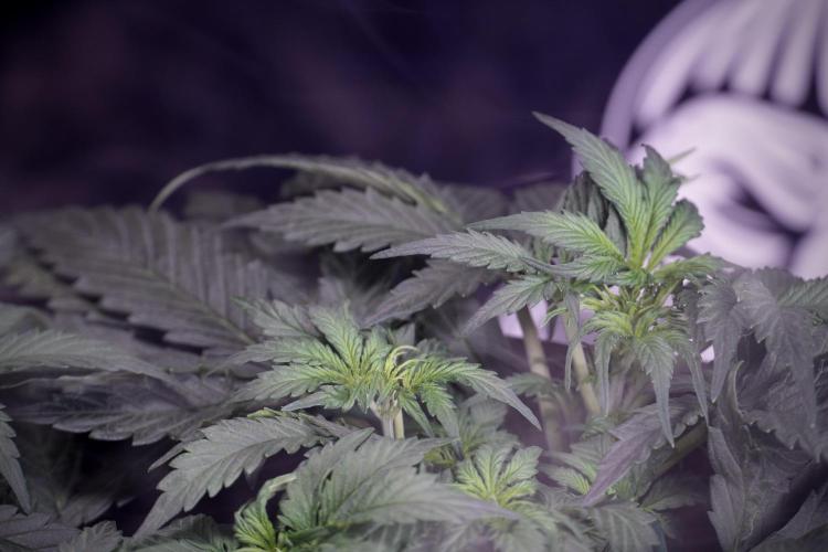 Cosmic Noodles a Zamnesia Dish. Week 4 - Cosmic trainings 