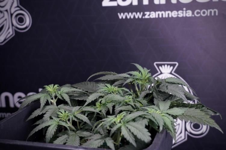 Cosmic Noodles a Zamnesia Dish. Week 4 - Cosmic trainings 