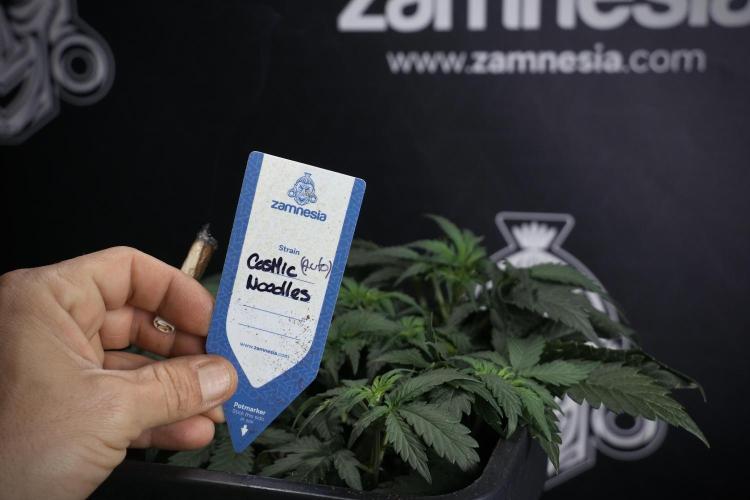 Cosmic Noodles a Zamnesia Dish. Week 4 - Cosmic trainings 