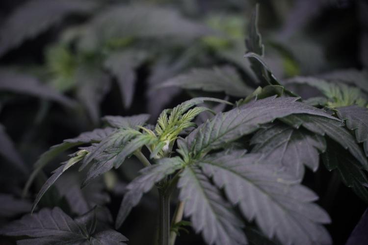 Cosmic Noodles a Zamnesia Dish. Week 4 - Cosmic trainings 