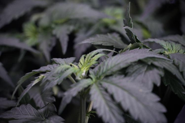 Cosmic Noodles a Zamnesia Dish. Week 4 - Cosmic trainings 