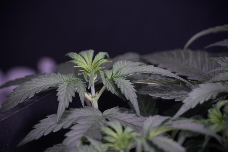 Cosmic Noodles a Zamnesia Dish. Week 4 - Cosmic trainings 