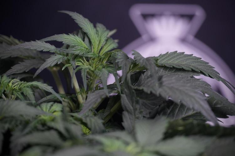 Cosmic Noodles a Zamnesia Dish. Week 4 - Cosmic trainings 