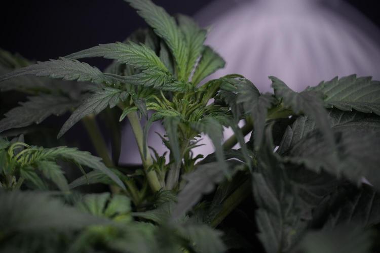 Cosmic Noodles a Zamnesia Dish. Week 4 - Cosmic trainings 