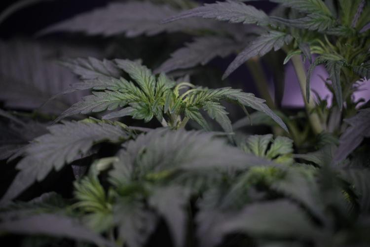 Cosmic Noodles a Zamnesia Dish. Week 4 - Cosmic trainings 