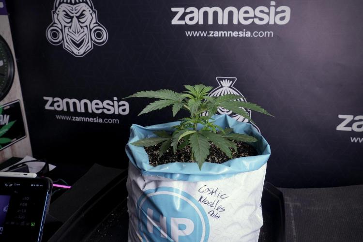 Cosmic Noodles a Zamnesia Dish. Week 4 - Cosmic 12/12 from seed 