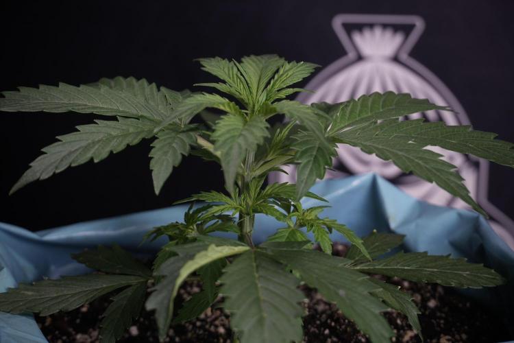 Cosmic Noodles a Zamnesia Dish. Week 4 - Cosmic 12/12 from seed 