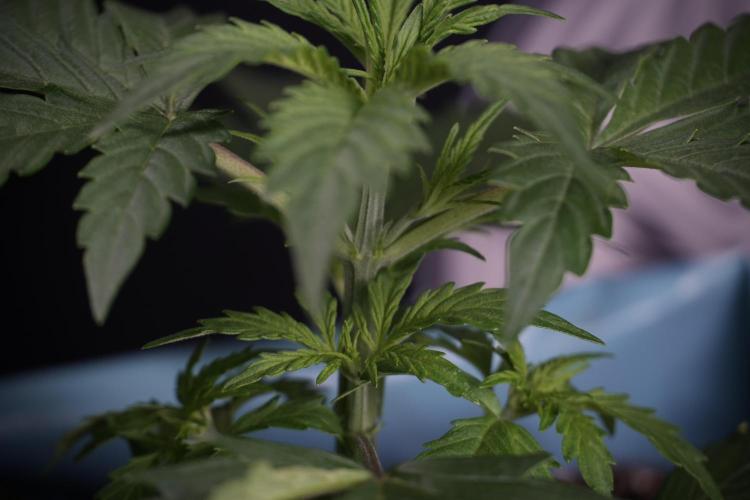 Cosmic Noodles a Zamnesia Dish. Week 4 - Cosmic 12/12 from seed 