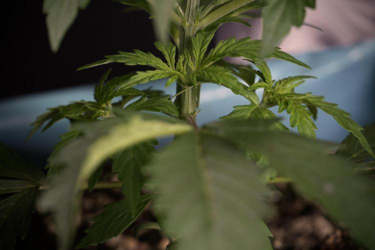 Cosmic Noodles a Zamnesia Dish. Week 4 - Cosmic 12/12 from seed 