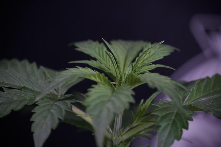 Cosmic Noodles a Zamnesia Dish. Week 4 - Cosmic 12/12 from seed 