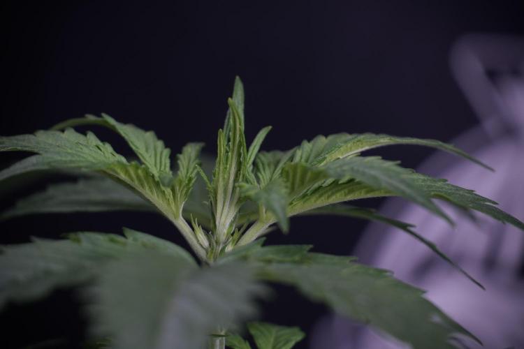 Cosmic Noodles a Zamnesia Dish. Week 4 - Cosmic 12/12 from seed 