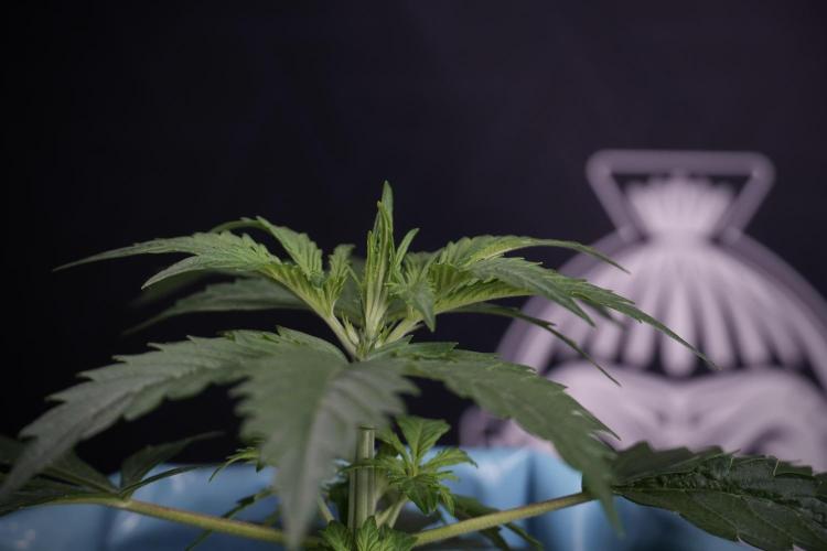 Cosmic Noodles a Zamnesia Dish. Week 4 - Cosmic 12/12 from seed 