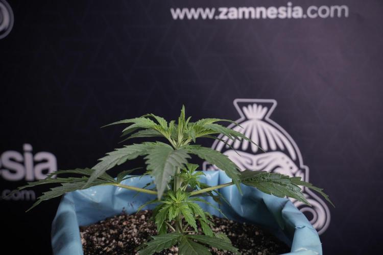 Cosmic Noodles a Zamnesia Dish. Week 4 - Cosmic 12/12 from seed 