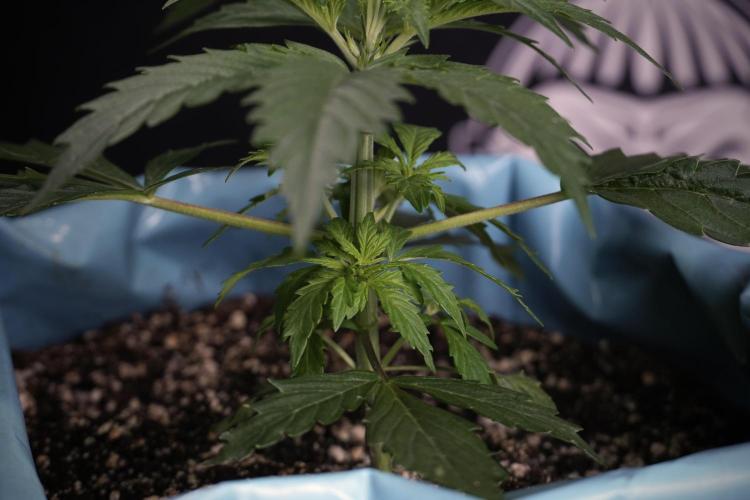 Cosmic Noodles a Zamnesia Dish. Week 4 - Cosmic 12/12 from seed 