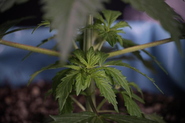 Cosmic Noodles a Zamnesia Dish. Week 4 - Cosmic 12/12 from seed 