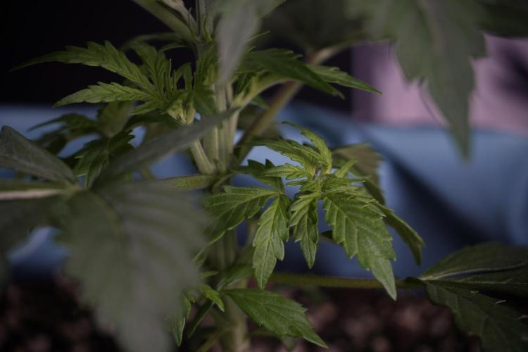 Cosmic Noodles a Zamnesia Dish. Week 4 - Cosmic 12/12 from seed 