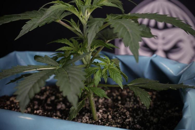 Cosmic Noodles a Zamnesia Dish. Week 4 - Cosmic 12/12 from seed 