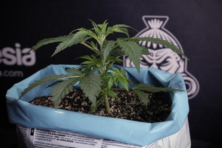 Cosmic Noodles a Zamnesia Dish. Week 4 - Cosmic 12/12 from seed 