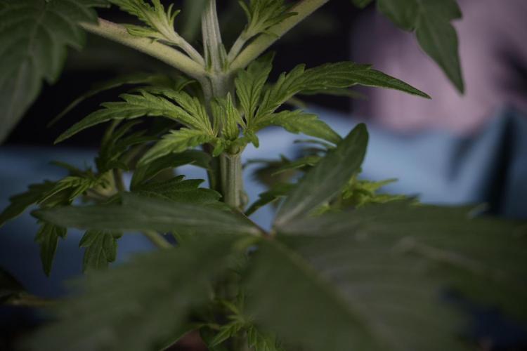 Cosmic Noodles a Zamnesia Dish. Week 4 - Cosmic 12/12 from seed 