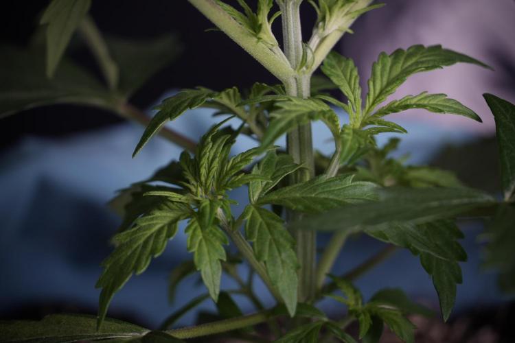 Cosmic Noodles a Zamnesia Dish. Week 4 - Cosmic 12/12 from seed 