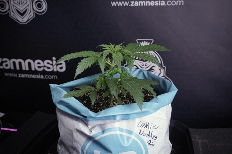 Cosmic Noodles a Zamnesia Dish. Week 4 - Cosmic 12/12 from seed 